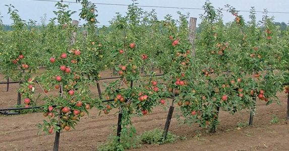 A föld színéről is eltűnhet a magyar alma
