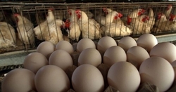 Tojást akarunk, olcsó tojást!