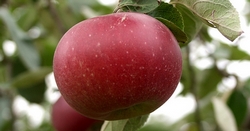 Vásárolja fel a kormány a magyar almát!   