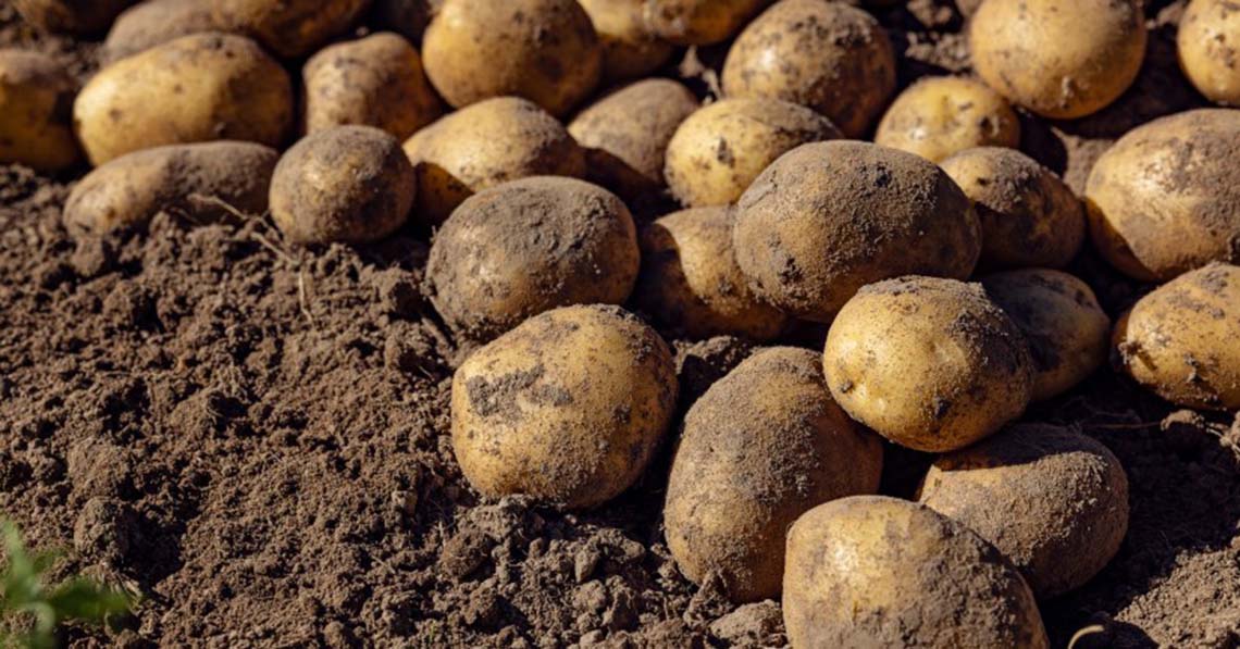 Eltűnhet a magyar paprikás krumpli