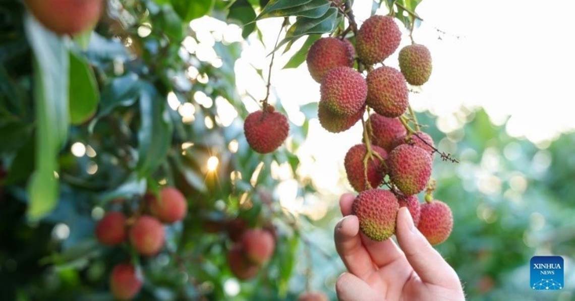 Nincs jobb a friss licsinél!