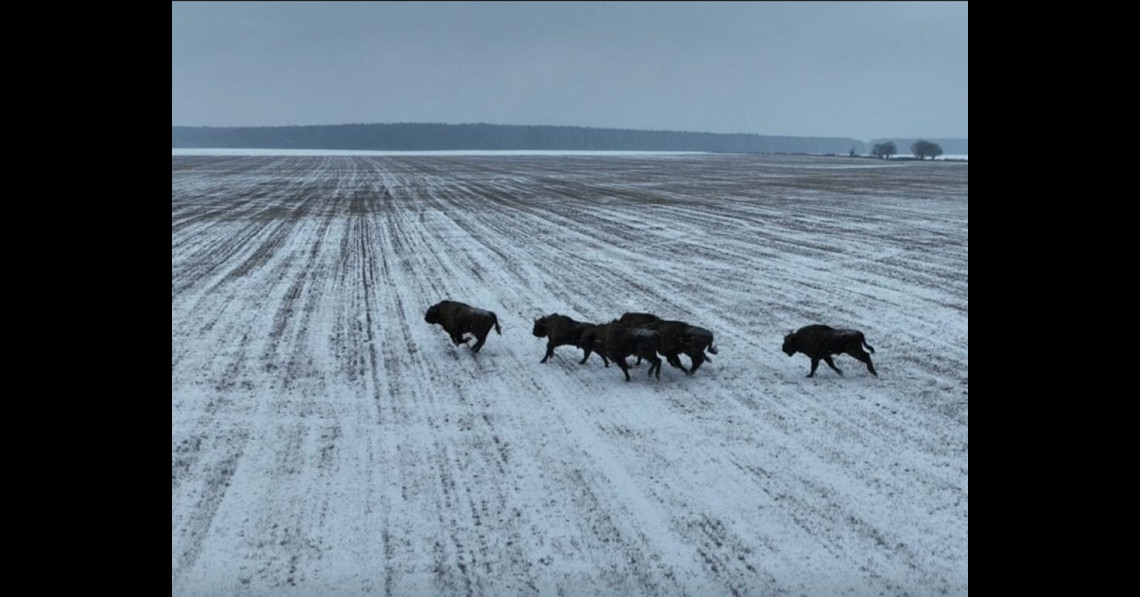 Jól érzik magukat a bölények